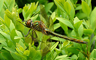 Downy Emerald (Male, Cordulia aenea)